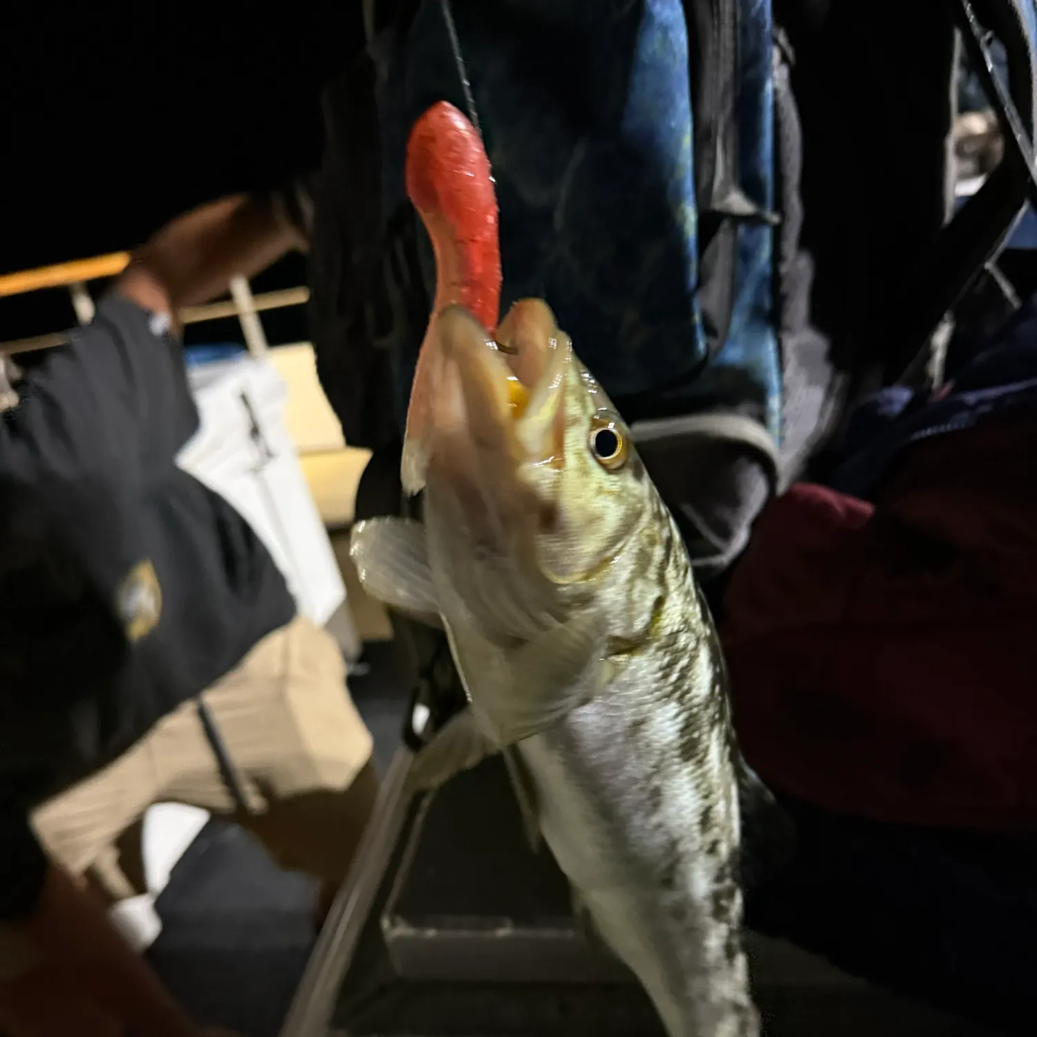 The most recent Kelp bass catches on Fishbrain