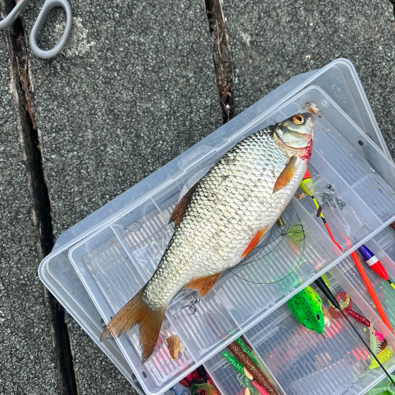 Common rudd caught on Fishbrain