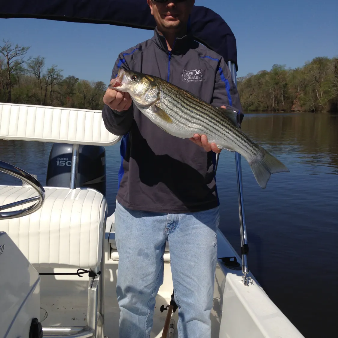Striped bass caught on Fishbrain