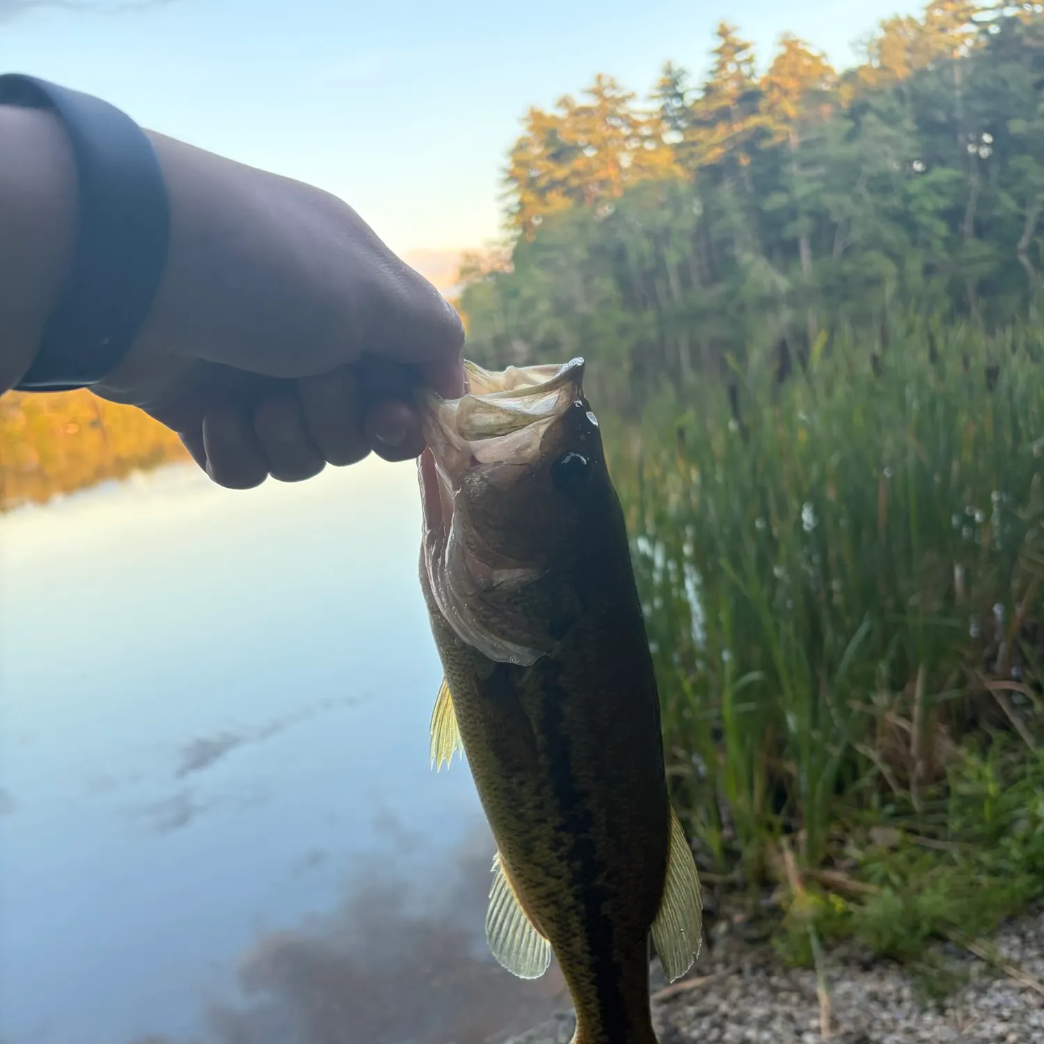Largemouth bass caught on Fishbrain