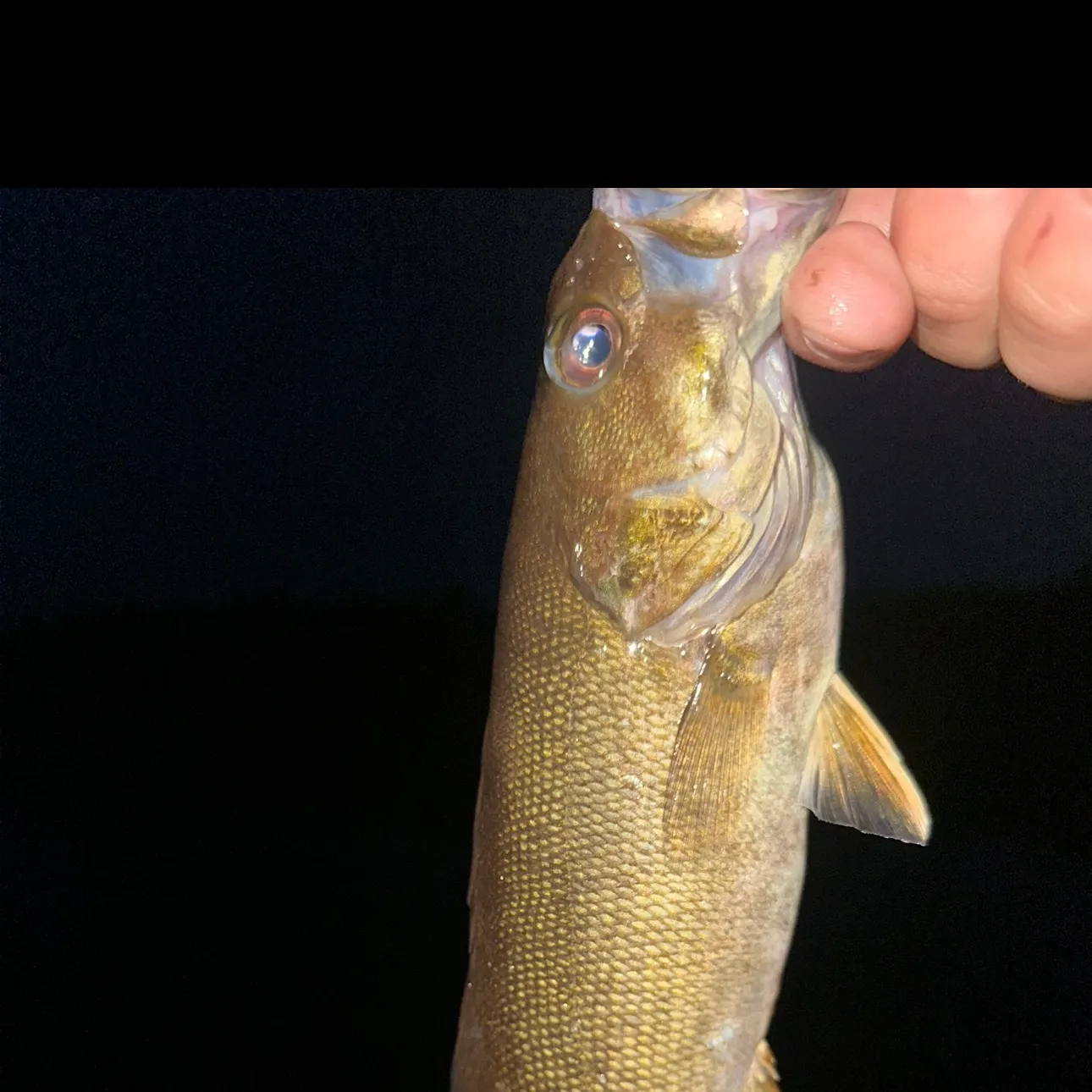 Smallmouth bass caught on Fishbrain