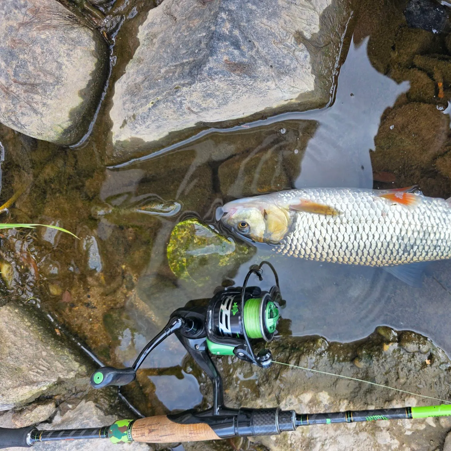 European chub caught on Fishbrain