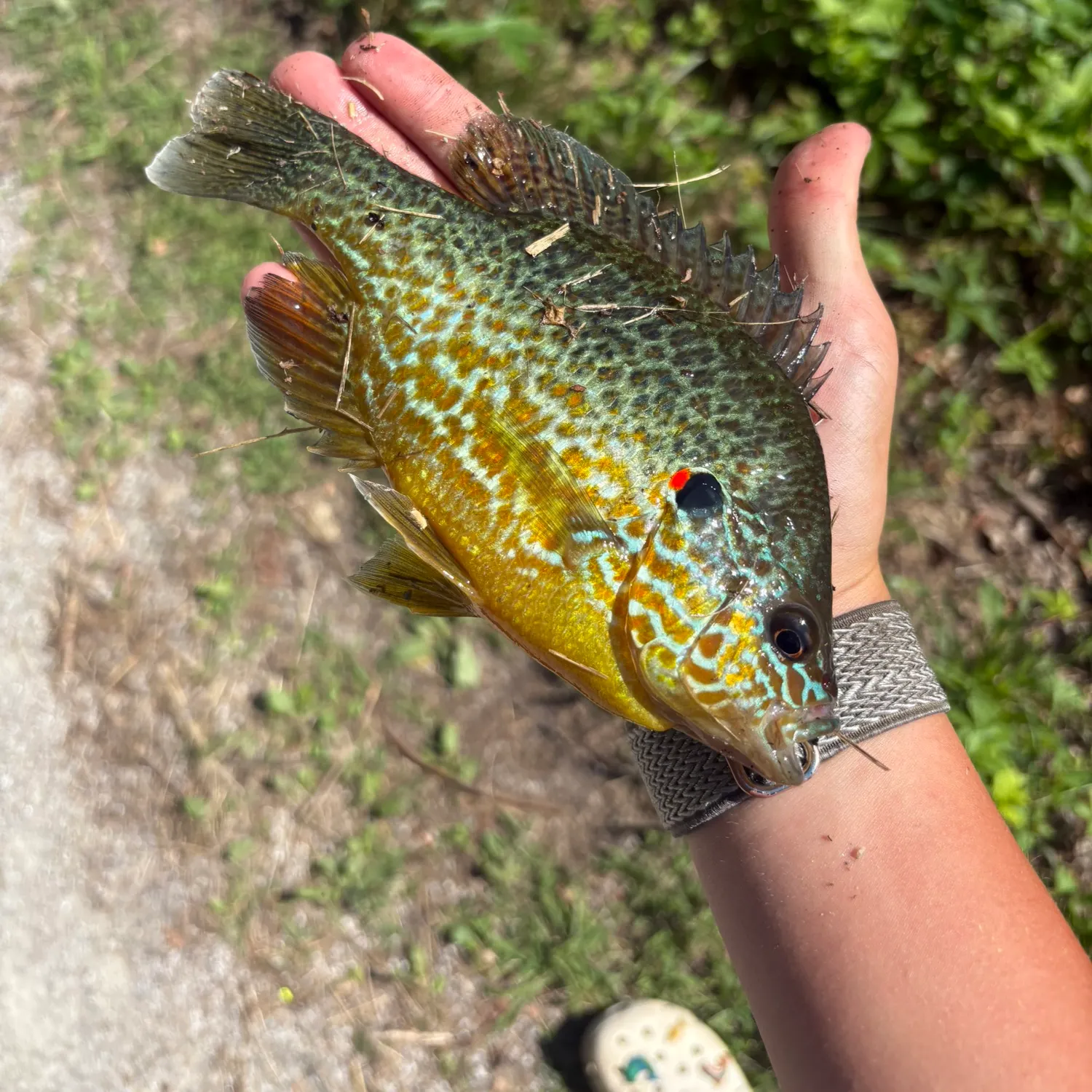 The most recent Pumpkinseed catches on Fishbrain