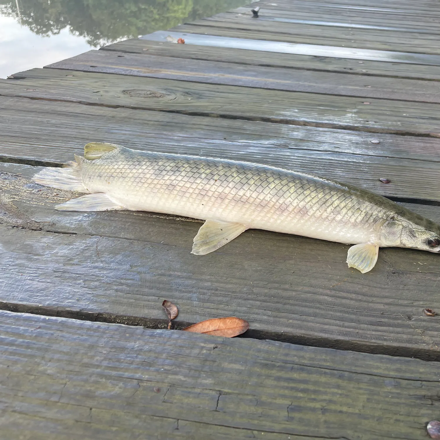 The most recent Shortnose gar catches on Fishbrain