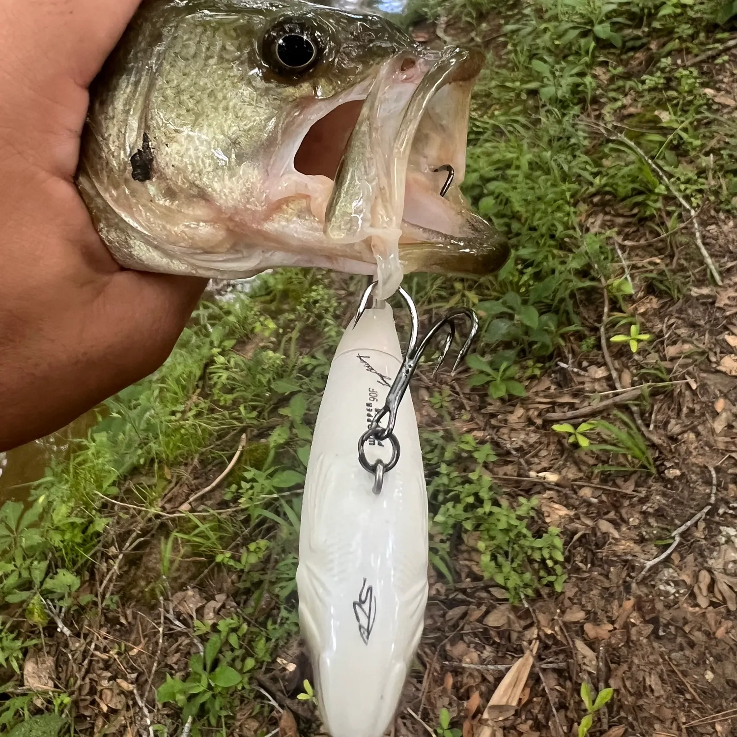 Largemouth bass caught on Fishbrain