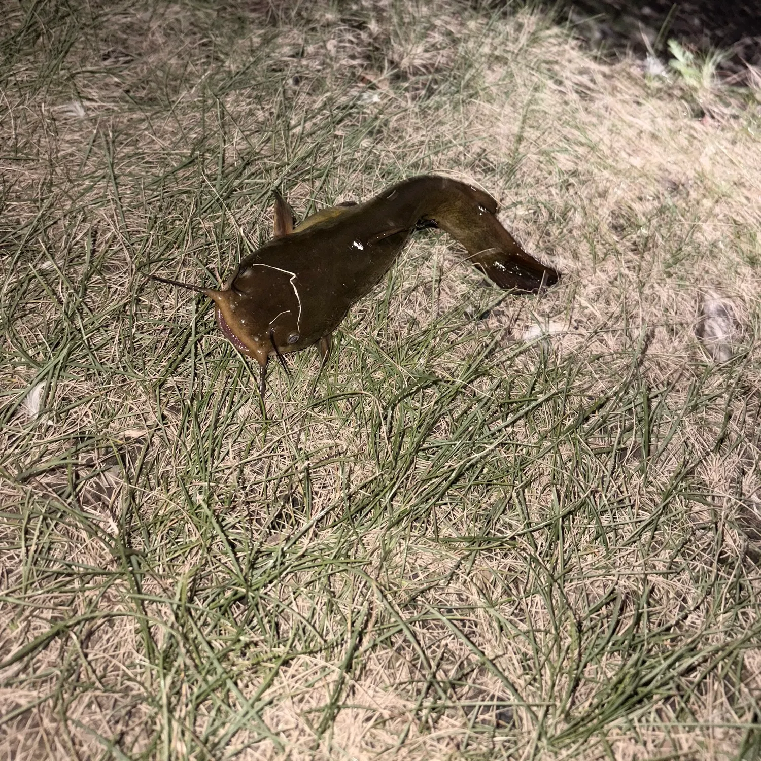 Yellow bullhead caught on Fishbrain