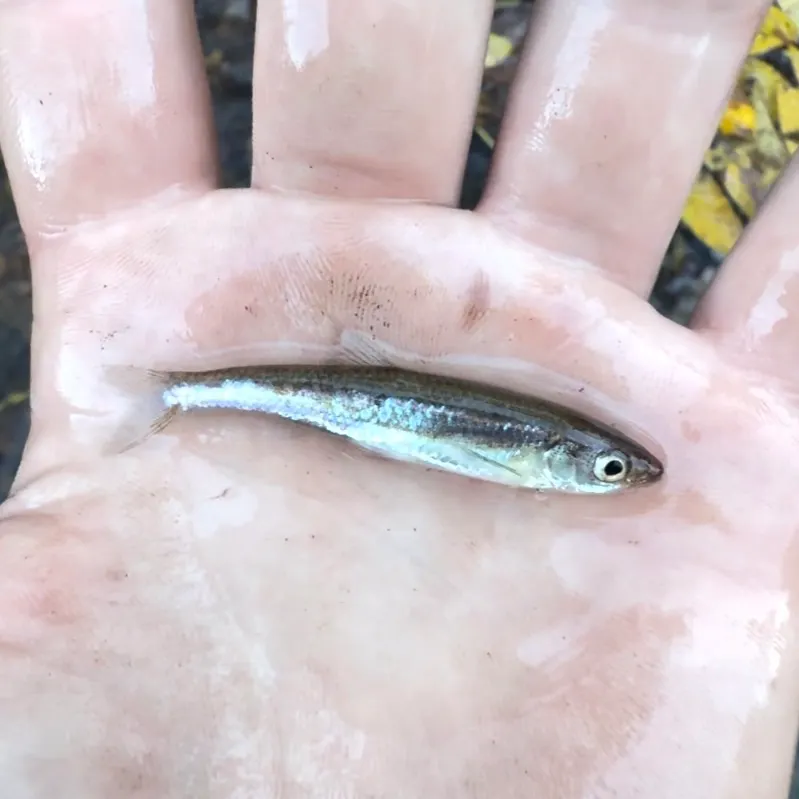 Fish caught on Fishbrain