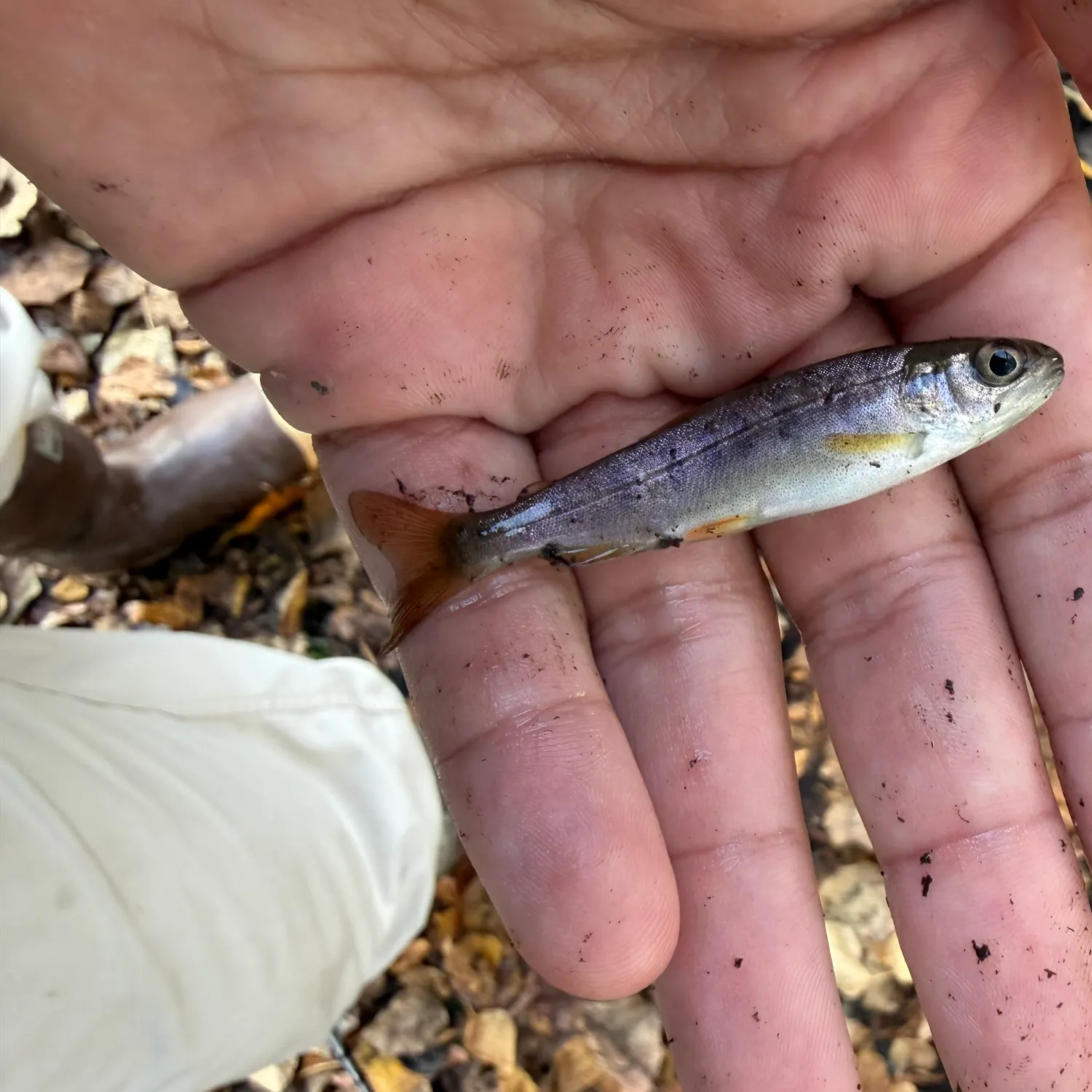 Rainbow trout caught on Fishbrain