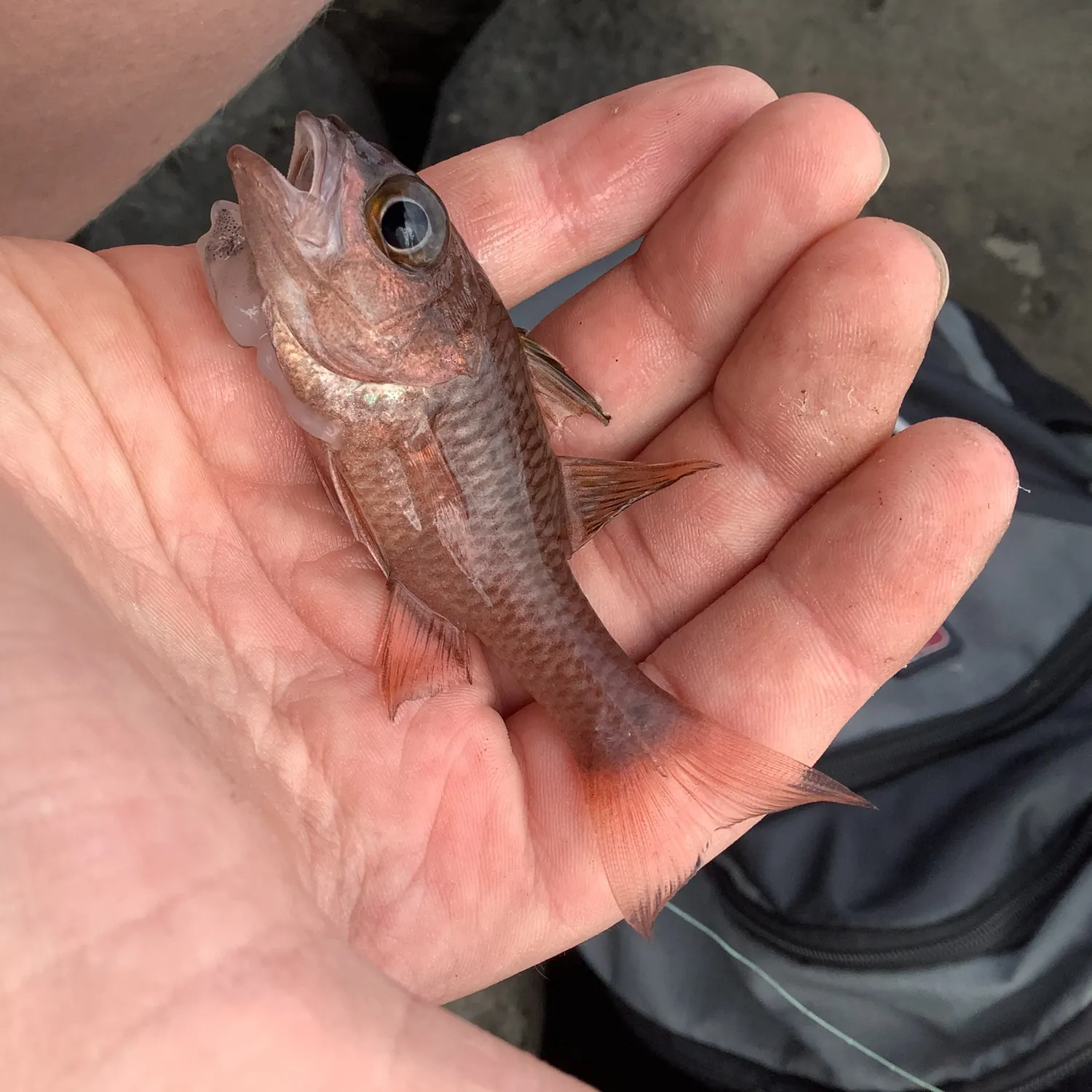 The most recent Bandfin cardinalfish catches on Fishbrain