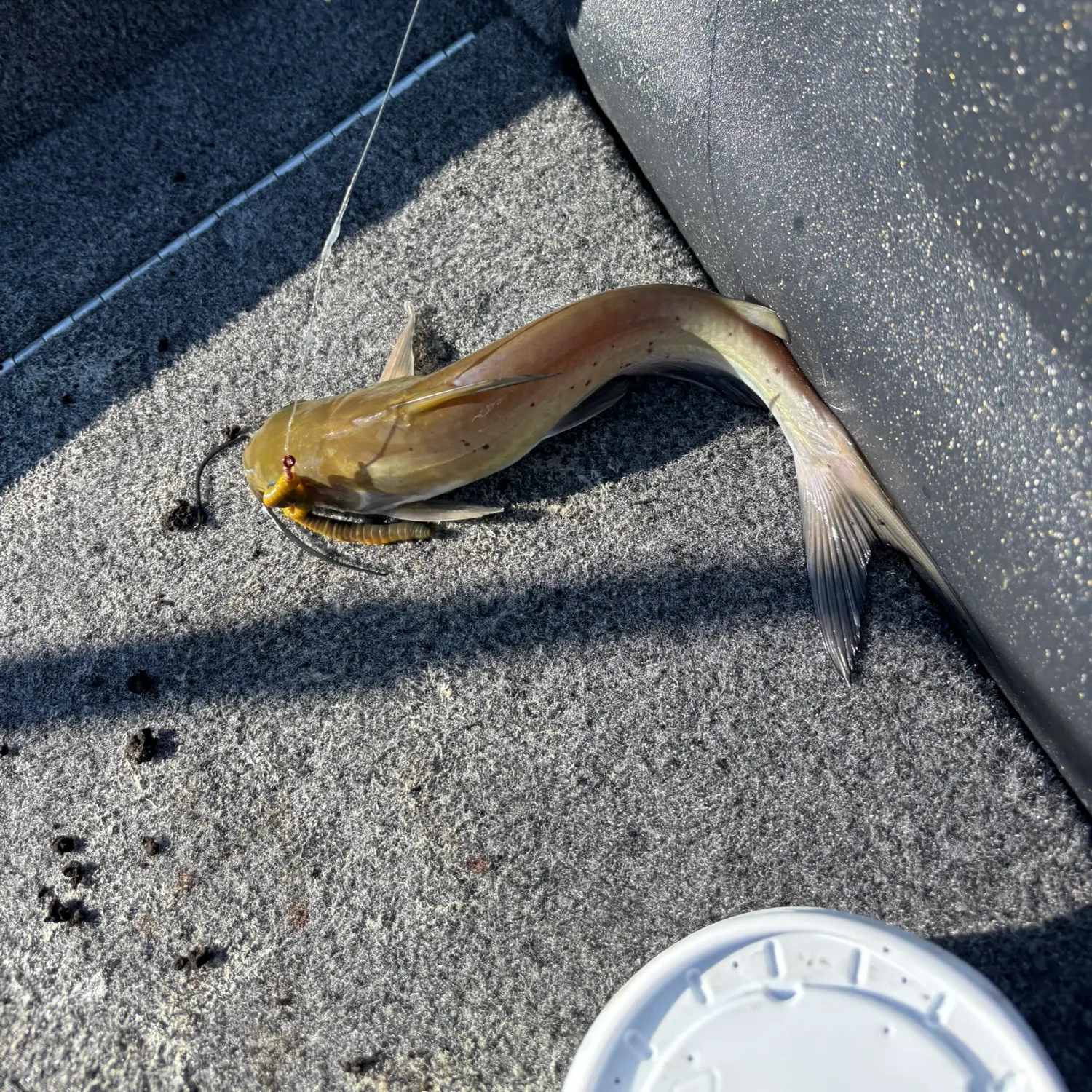Fish caught on Fishbrain