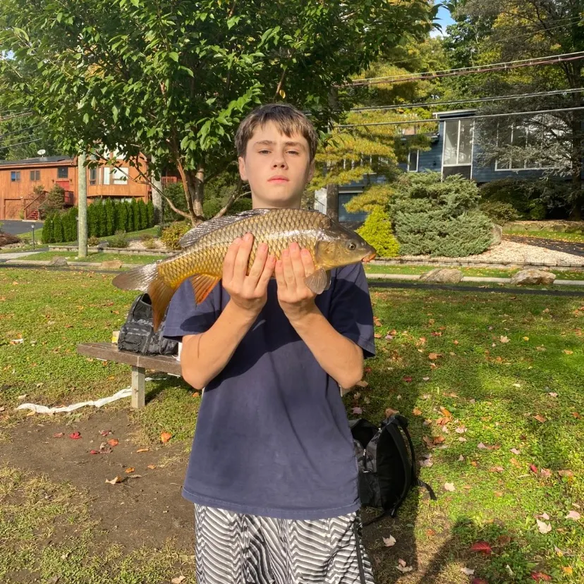 Common carp caught on Fishbrain
