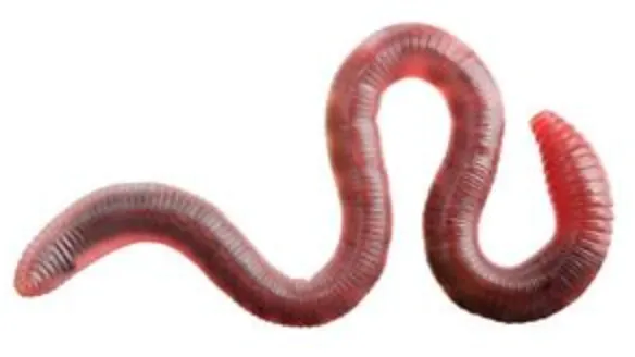 Worm