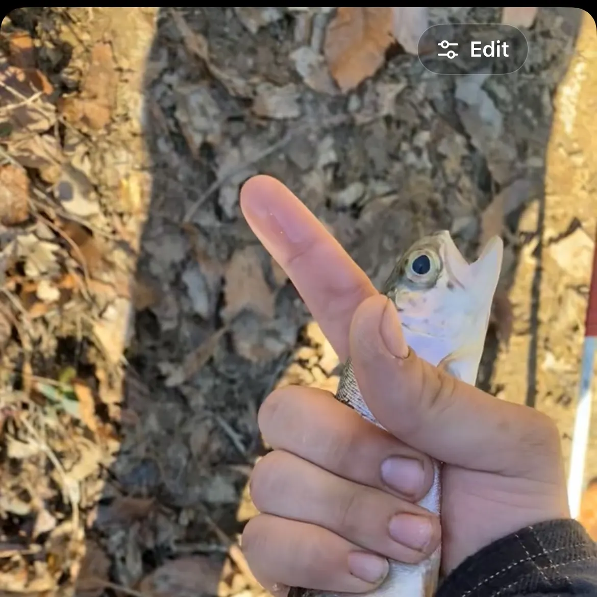 Rainbow trout caught on Fishbrain