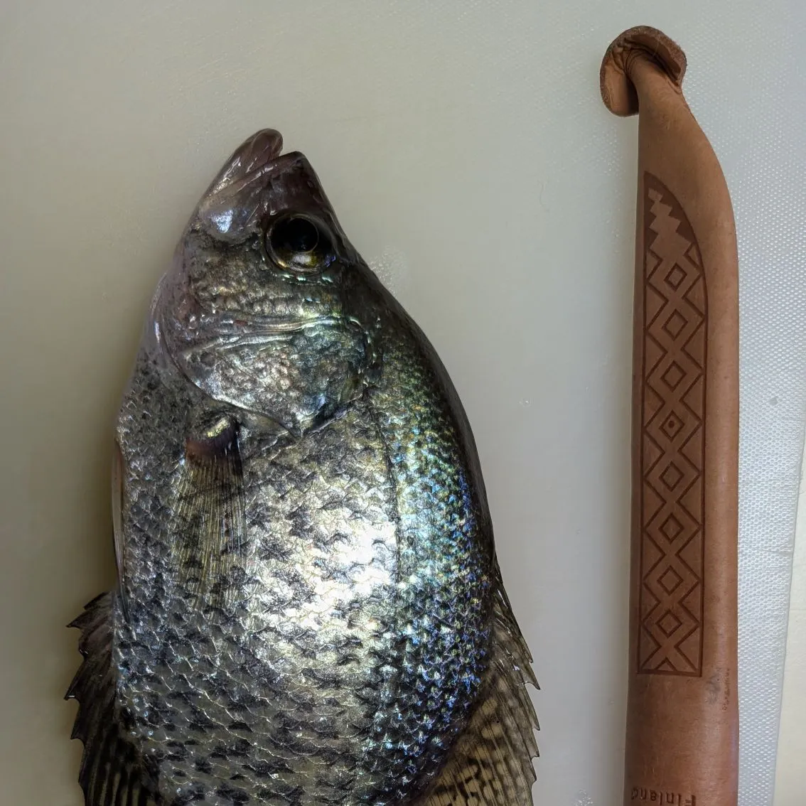 Black crappie caught on Fishbrain
