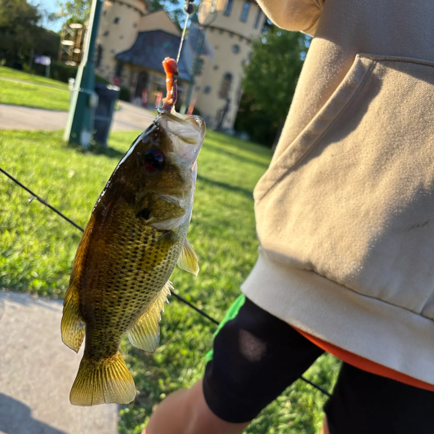 Rock bass caught on Fishbrain