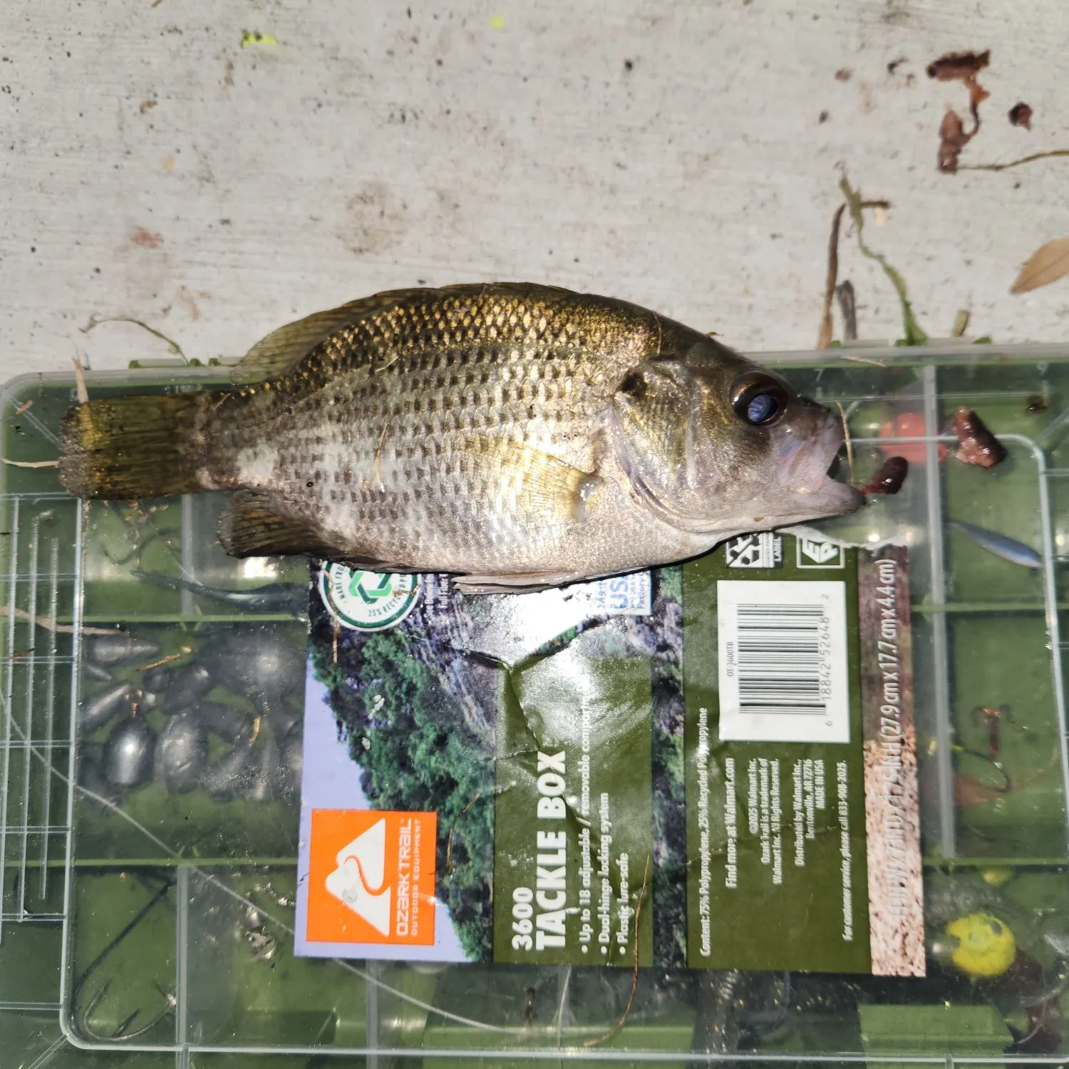 The most recent Rock bass catches on Fishbrain