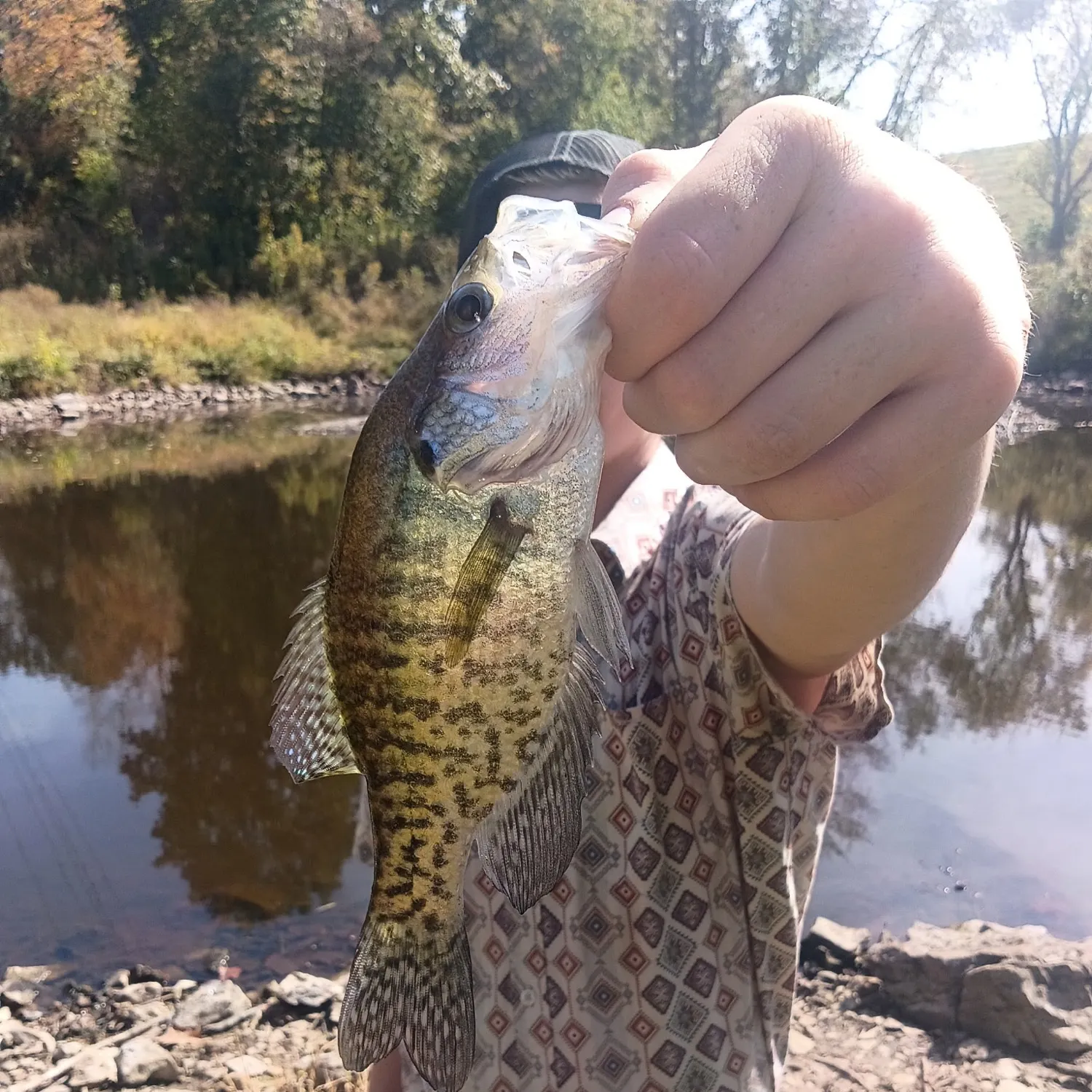 Black crappie caught on Fishbrain