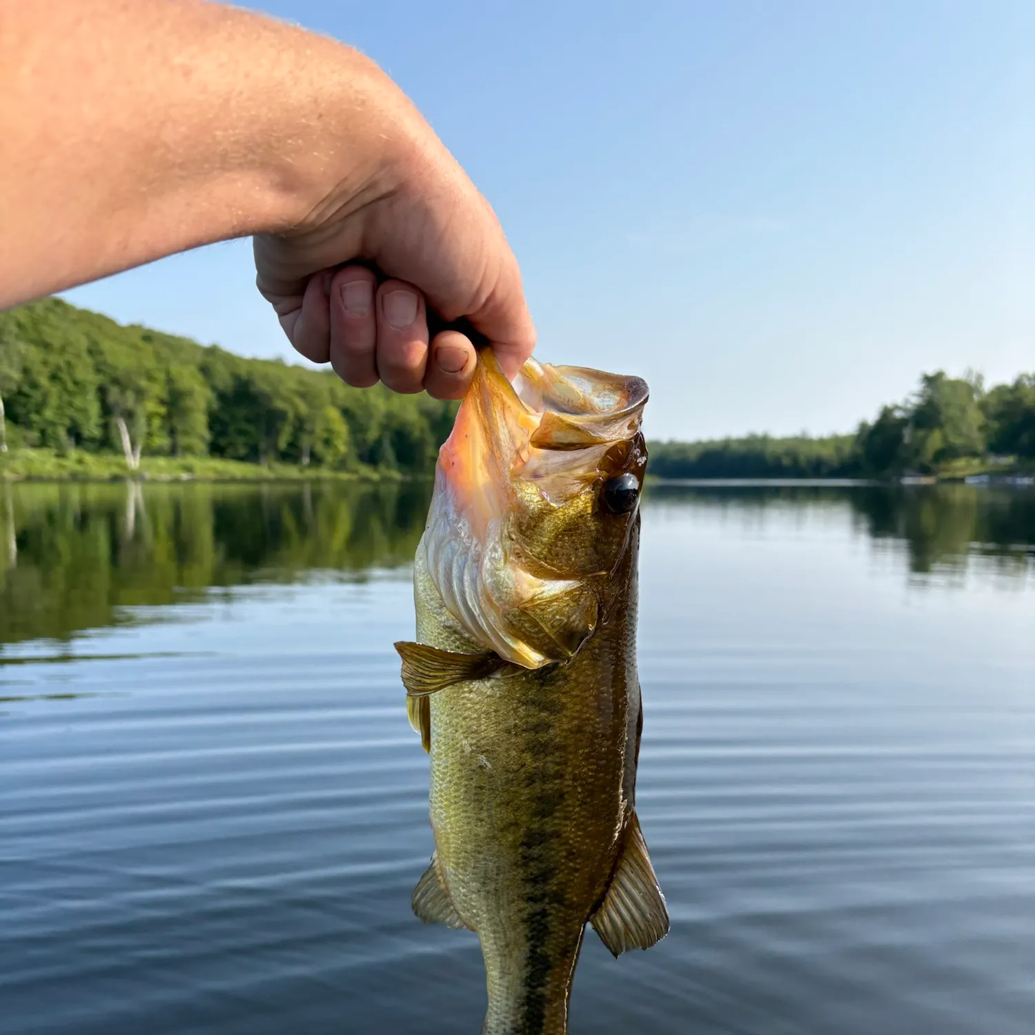 Largemouth bass caught on Fishbrain