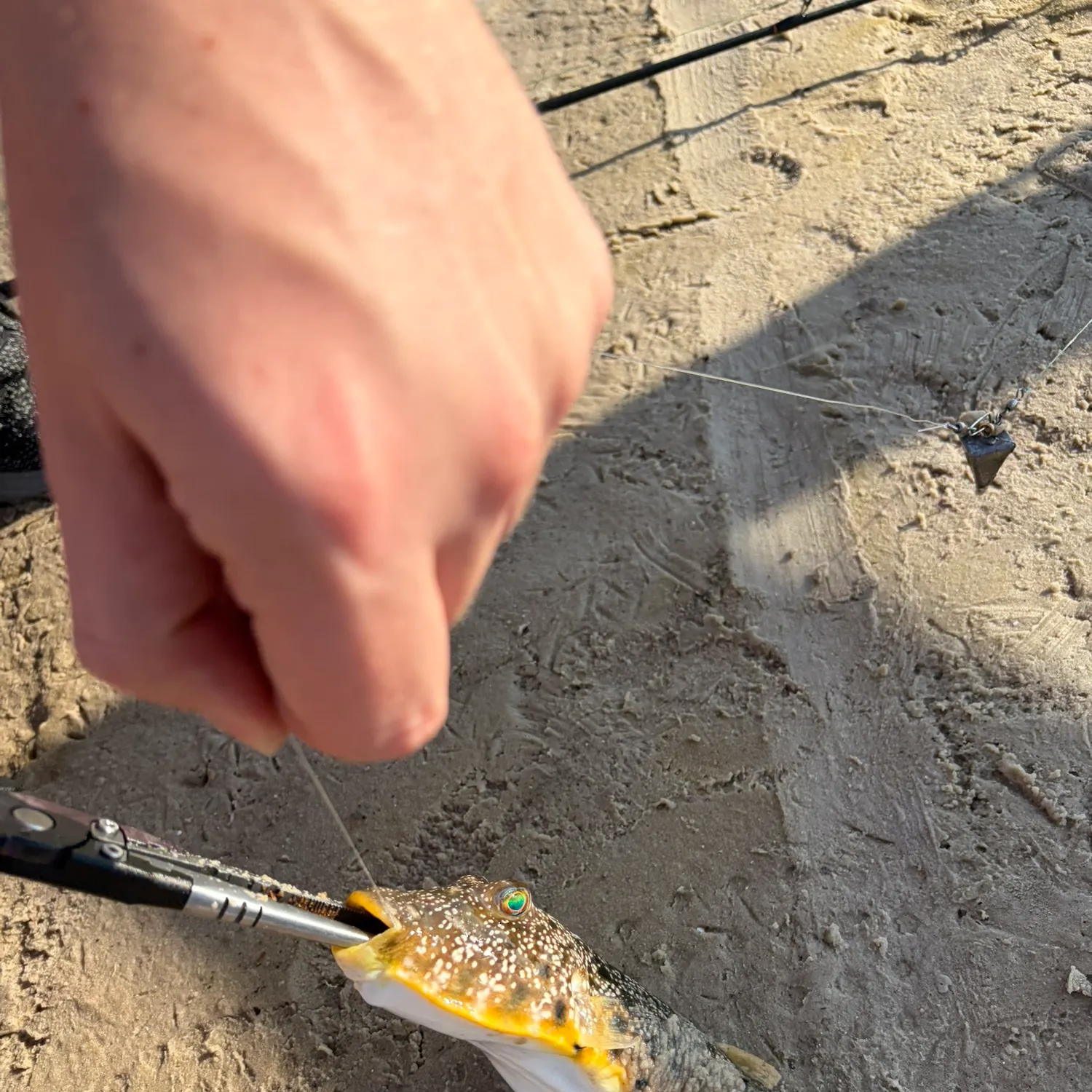 The most recent Southern puffer catches on Fishbrain