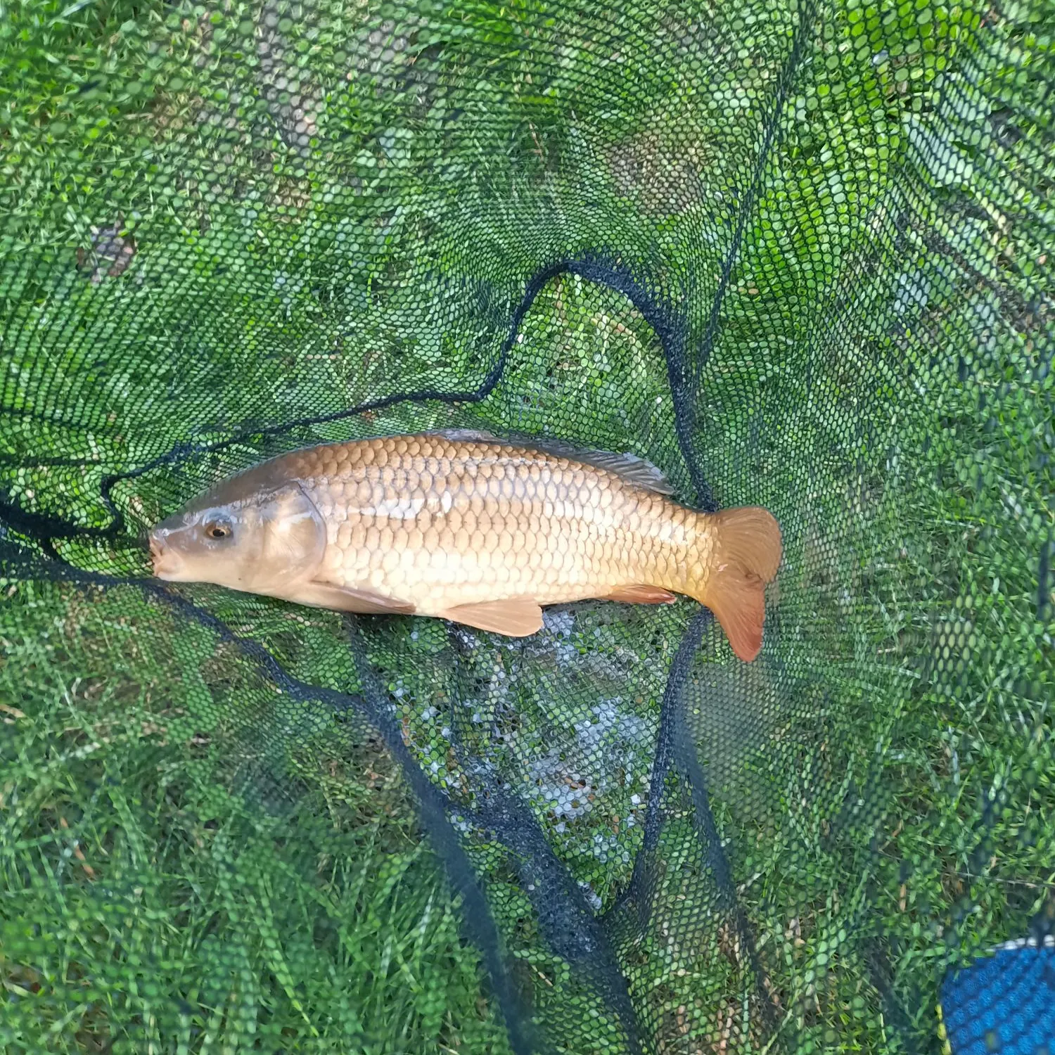 Common carp caught on Fishbrain