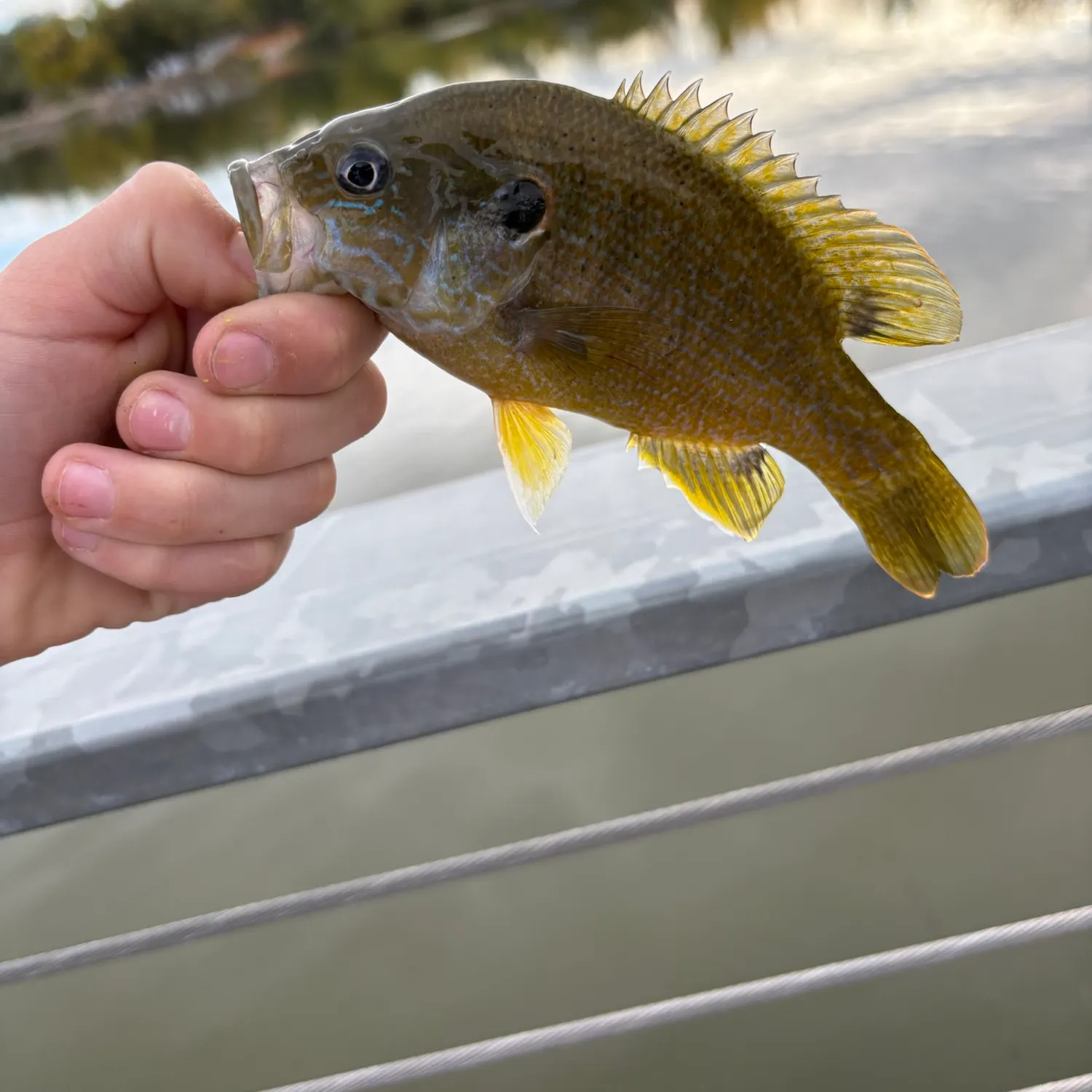 Green sunfish caught on Fishbrain