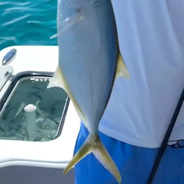 The most recent Yellow jack catches on Fishbrain