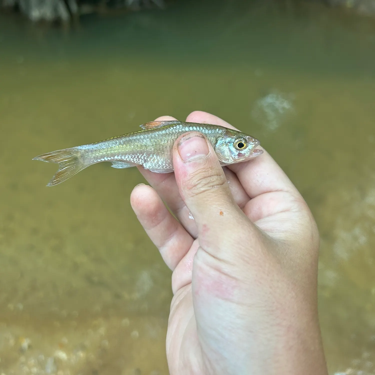 The most recent Striped shiner catches on Fishbrain