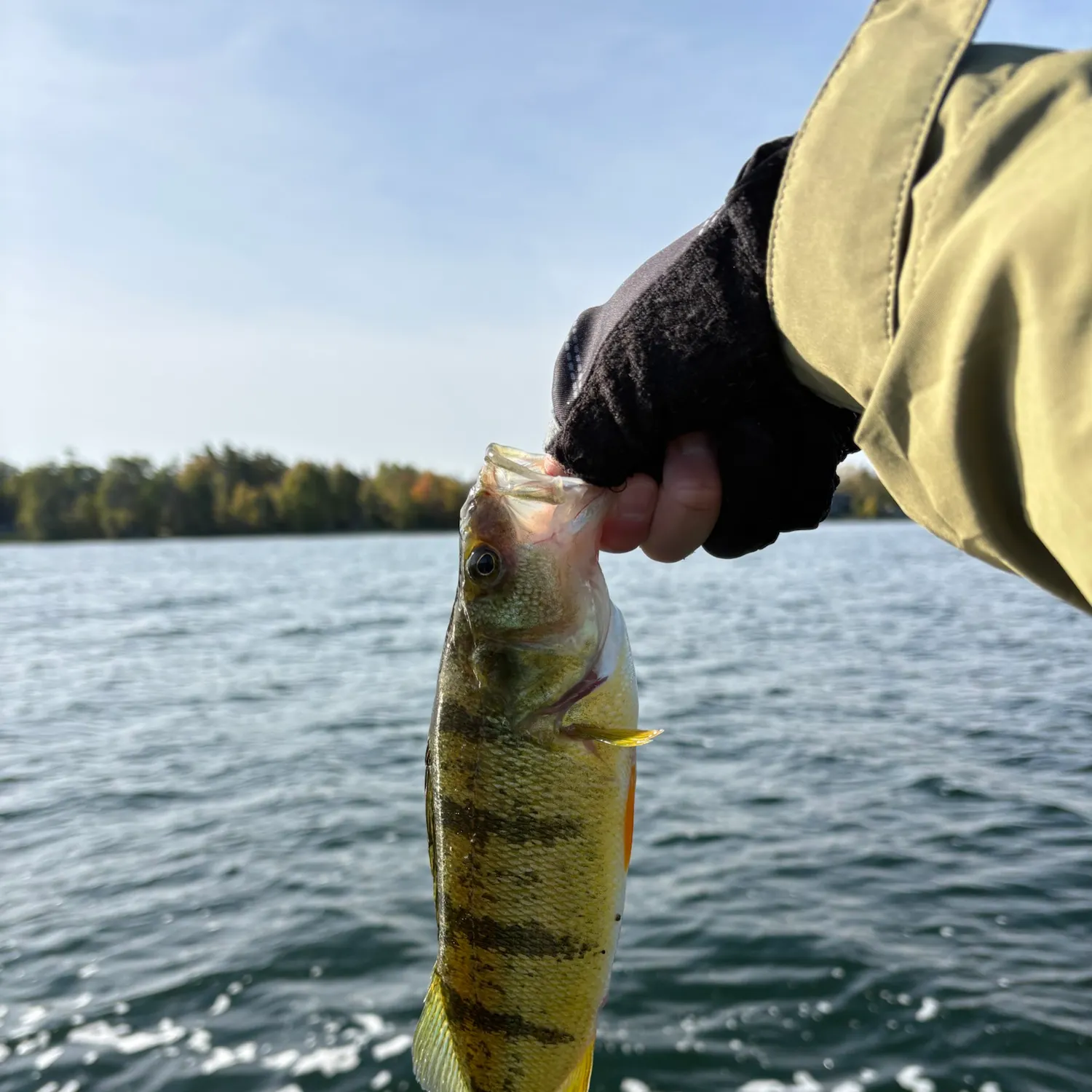 Yellow perch caught on Fishbrain