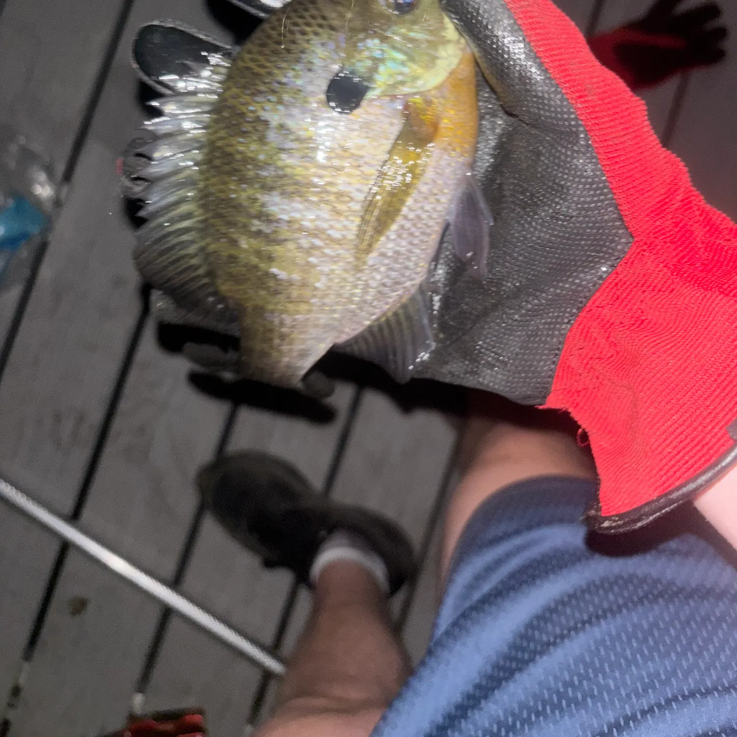 Bluegill caught on Fishbrain