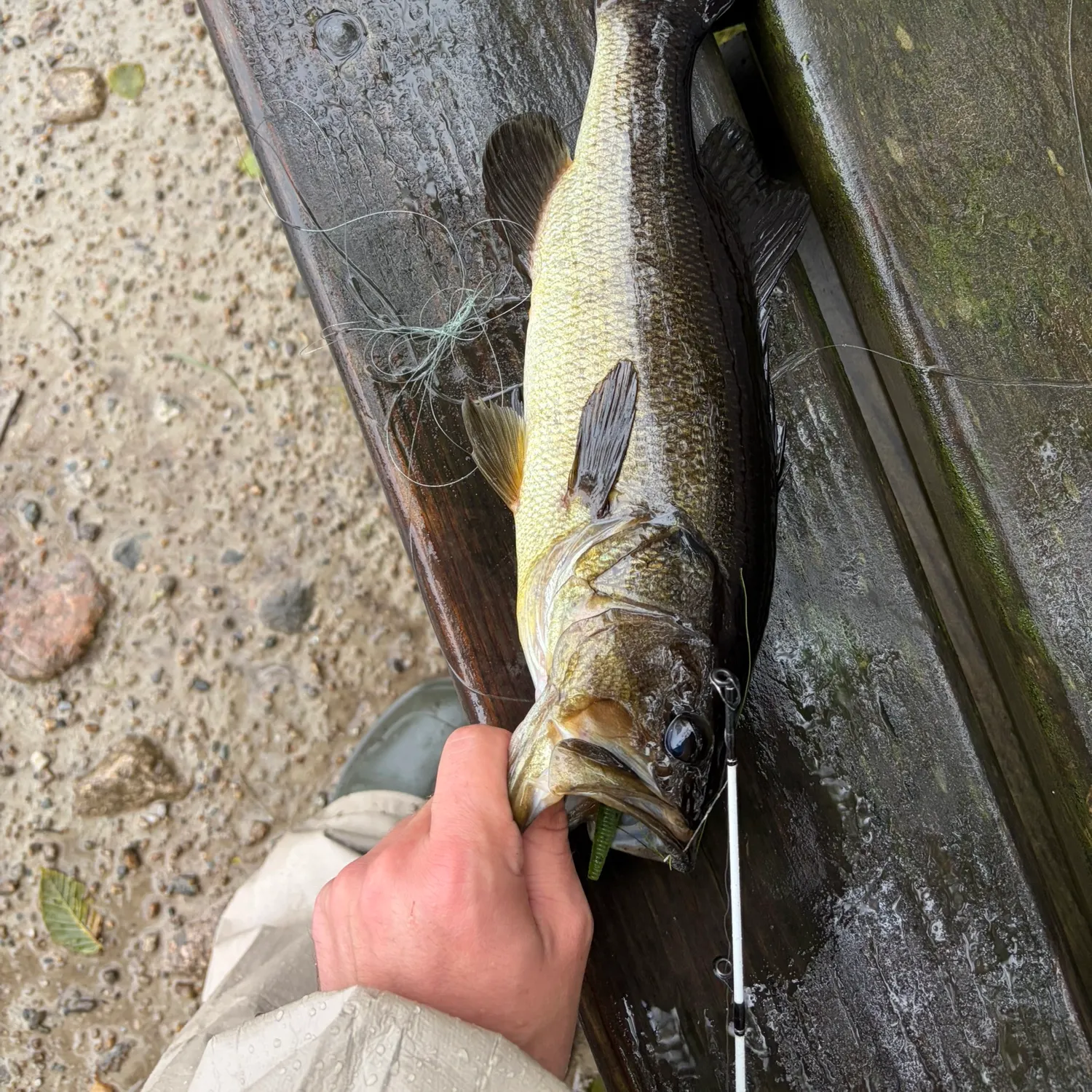 Largemouth bass caught on Fishbrain