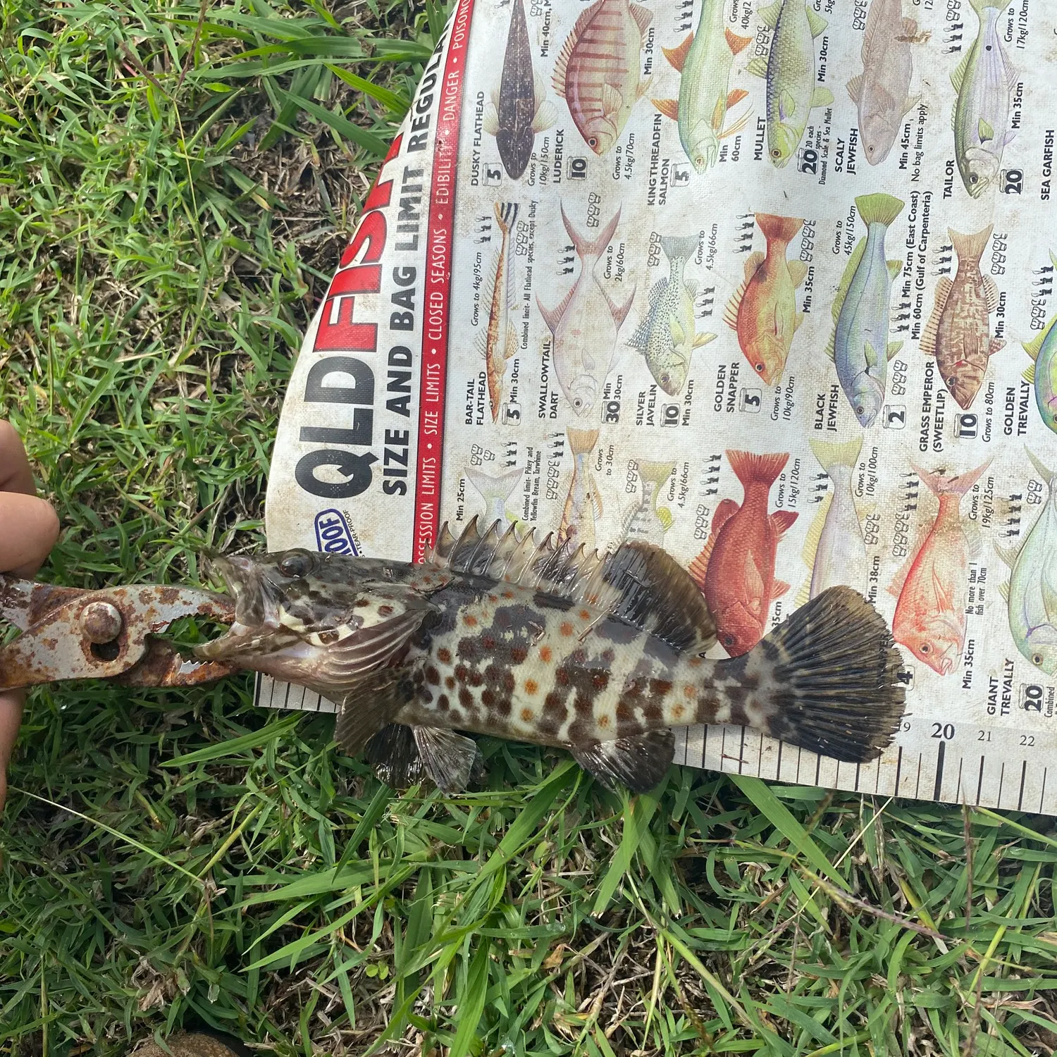 The most recent Orange-spotted grouper catches on Fishbrain