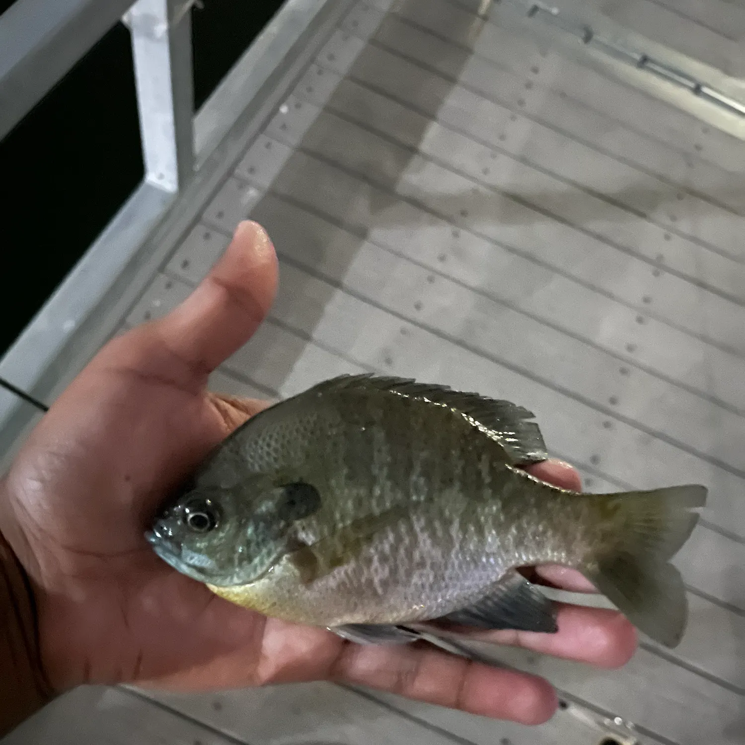 Bluegill caught on Fishbrain
