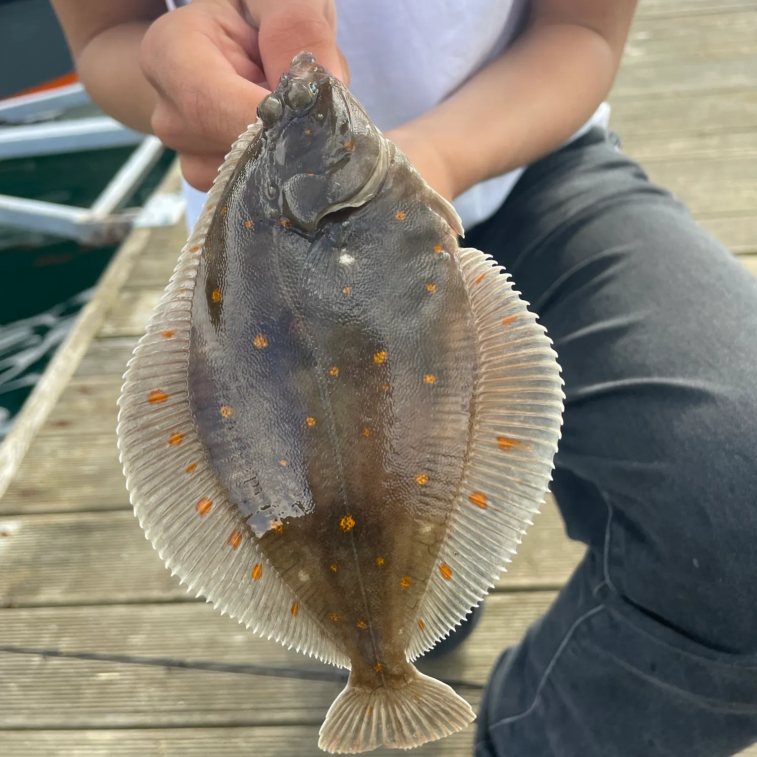 The most recent European plaice catches on Fishbrain