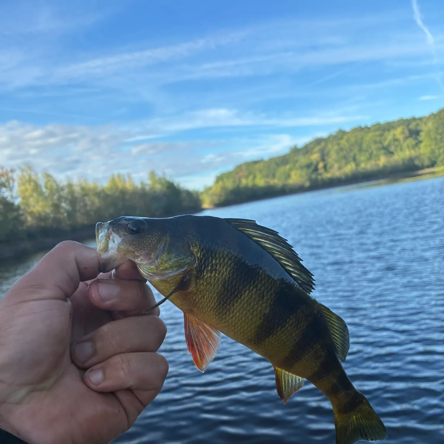 Yellow perch caught on Fishbrain