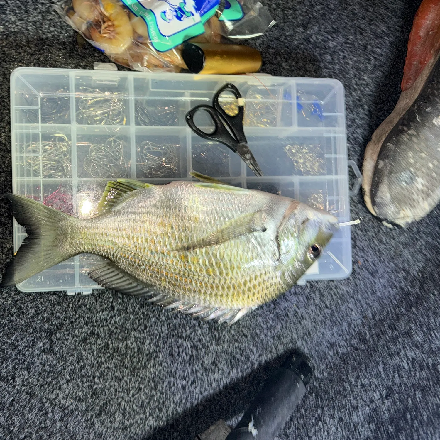 The most recent Surf bream catches on Fishbrain