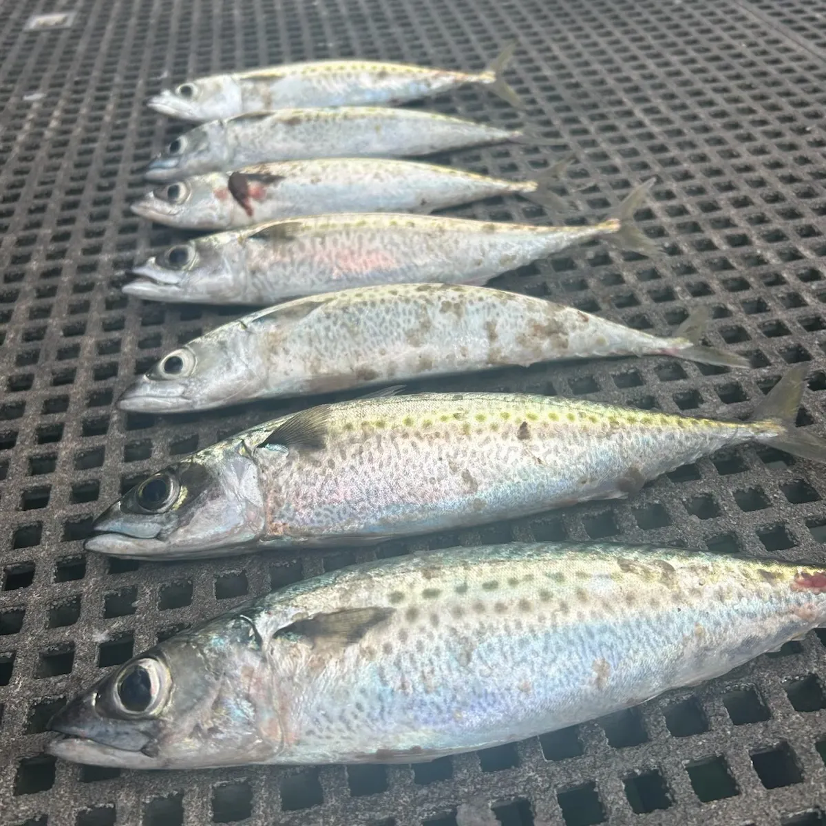 The most recent Blue mackerel catches on Fishbrain