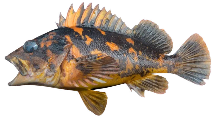 Black and yellow rockfish