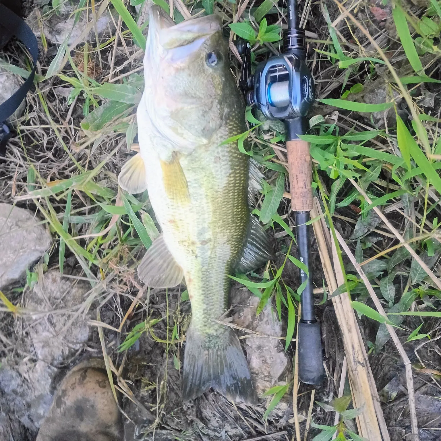 Largemouth bass caught on Fishbrain