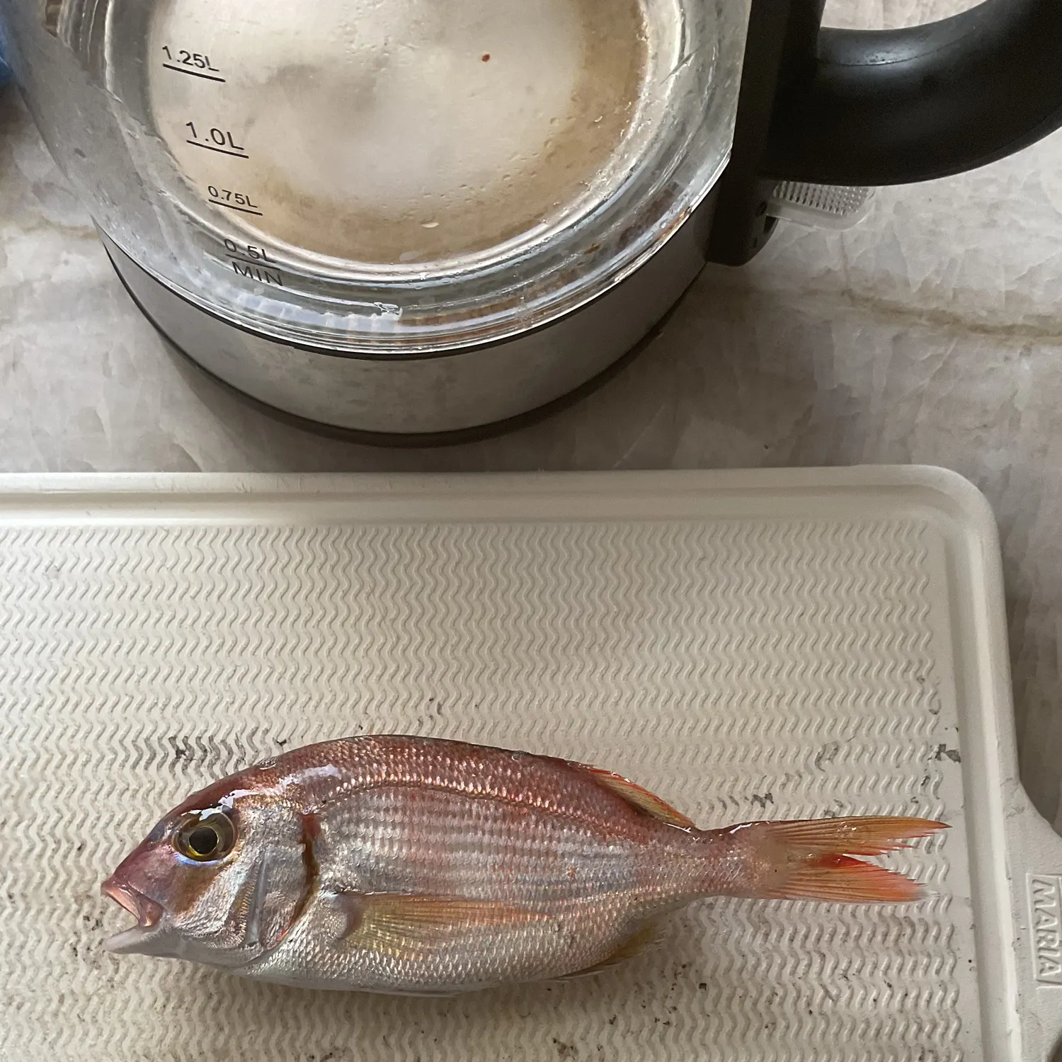 The most recent Australasian snapper catches on Fishbrain