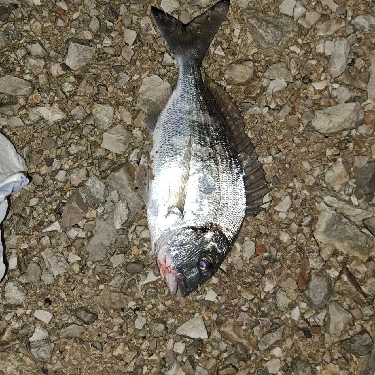 The most recent Gilthead seabream catches on Fishbrain