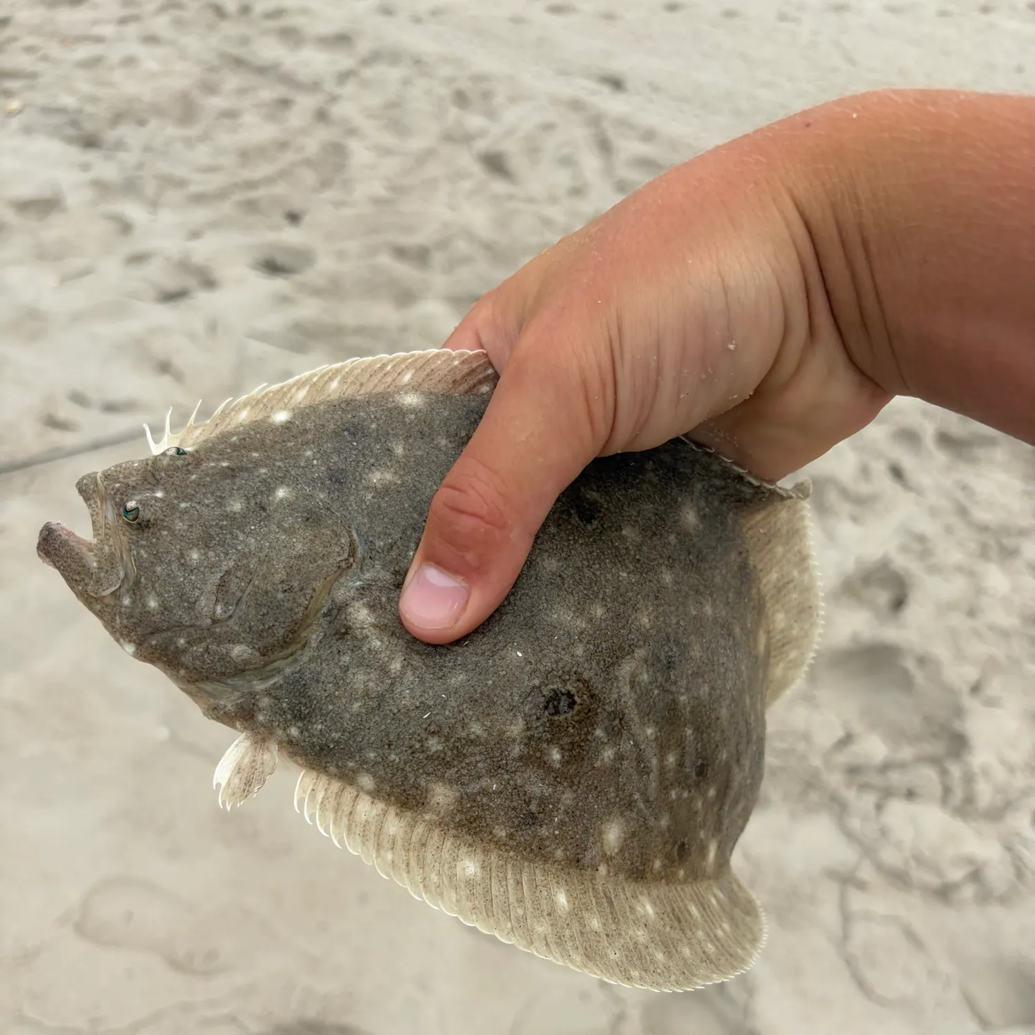 Summer flounder caught on Fishbrain