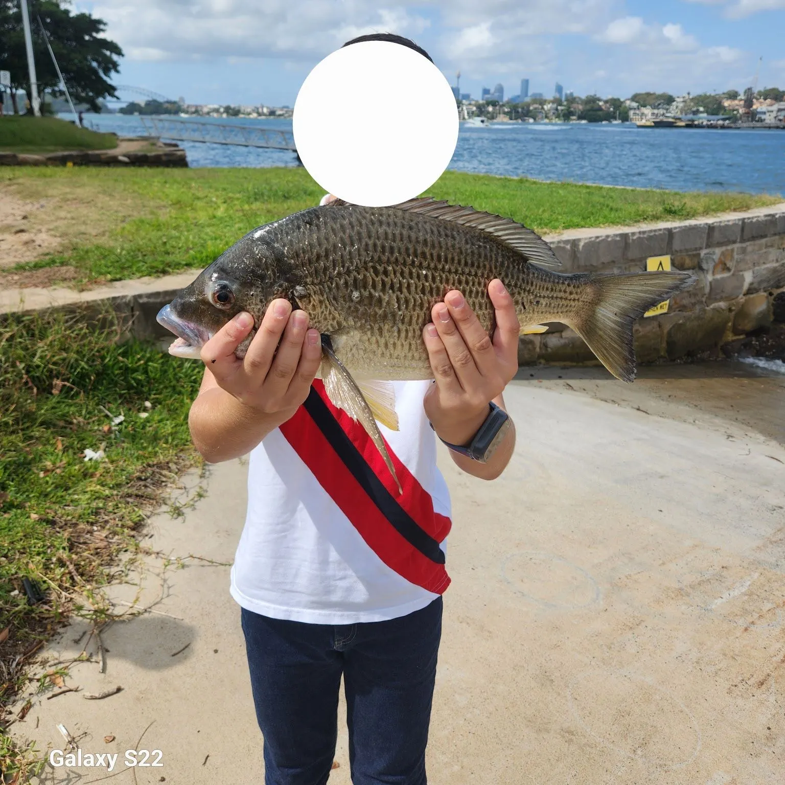 The most recent Southern black bream catches on Fishbrain