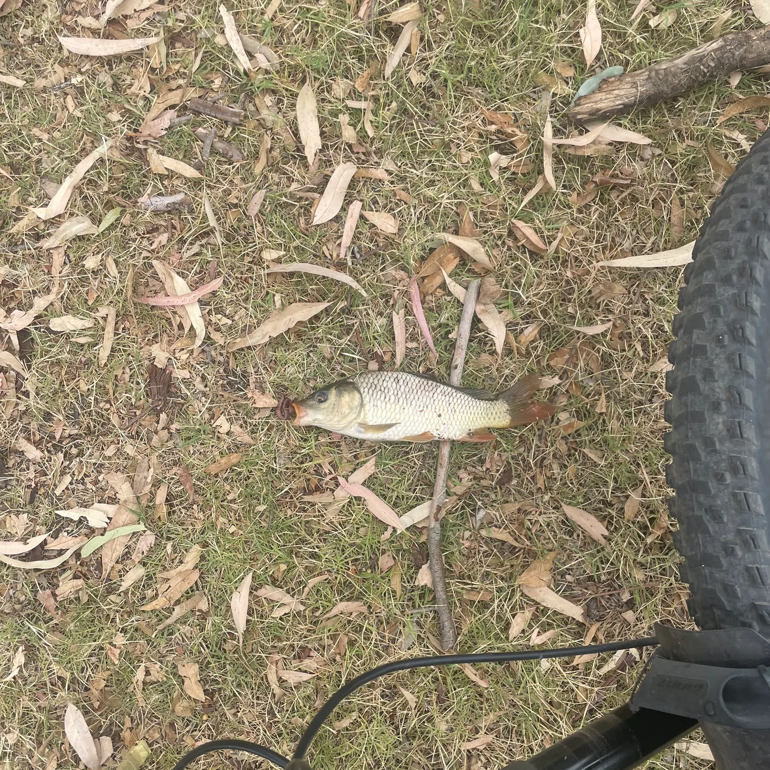 Common carp caught on Fishbrain