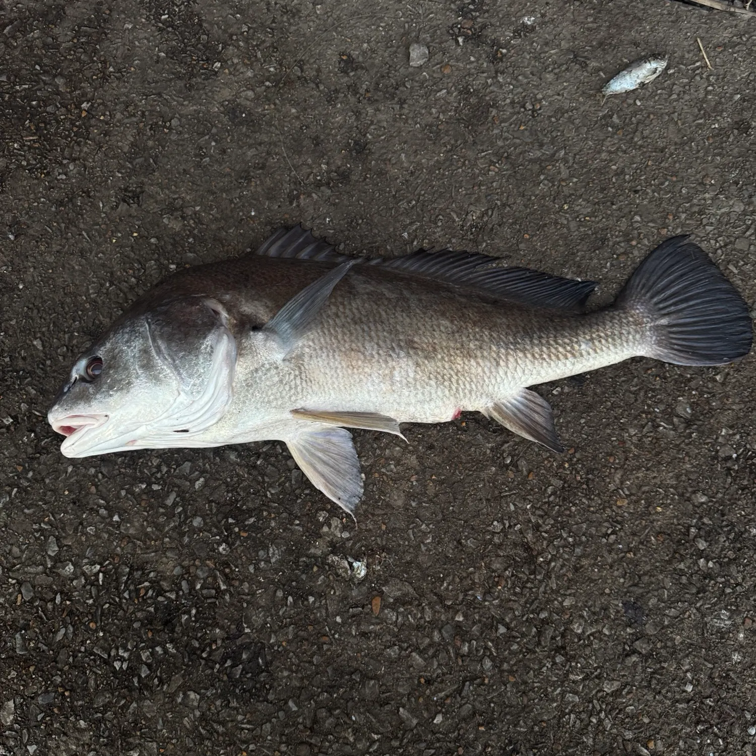Freshwater drum caught on Fishbrain