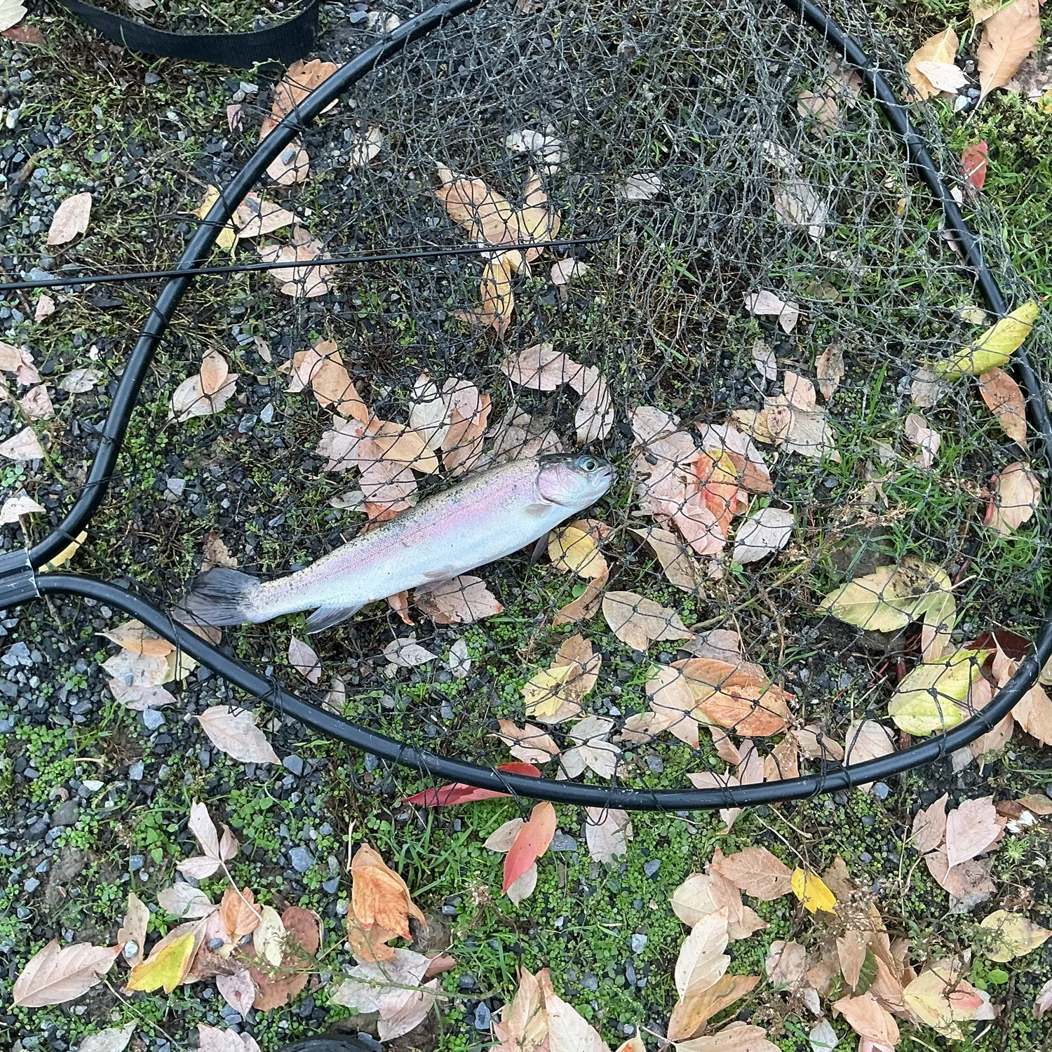 Rainbow trout caught on Fishbrain
