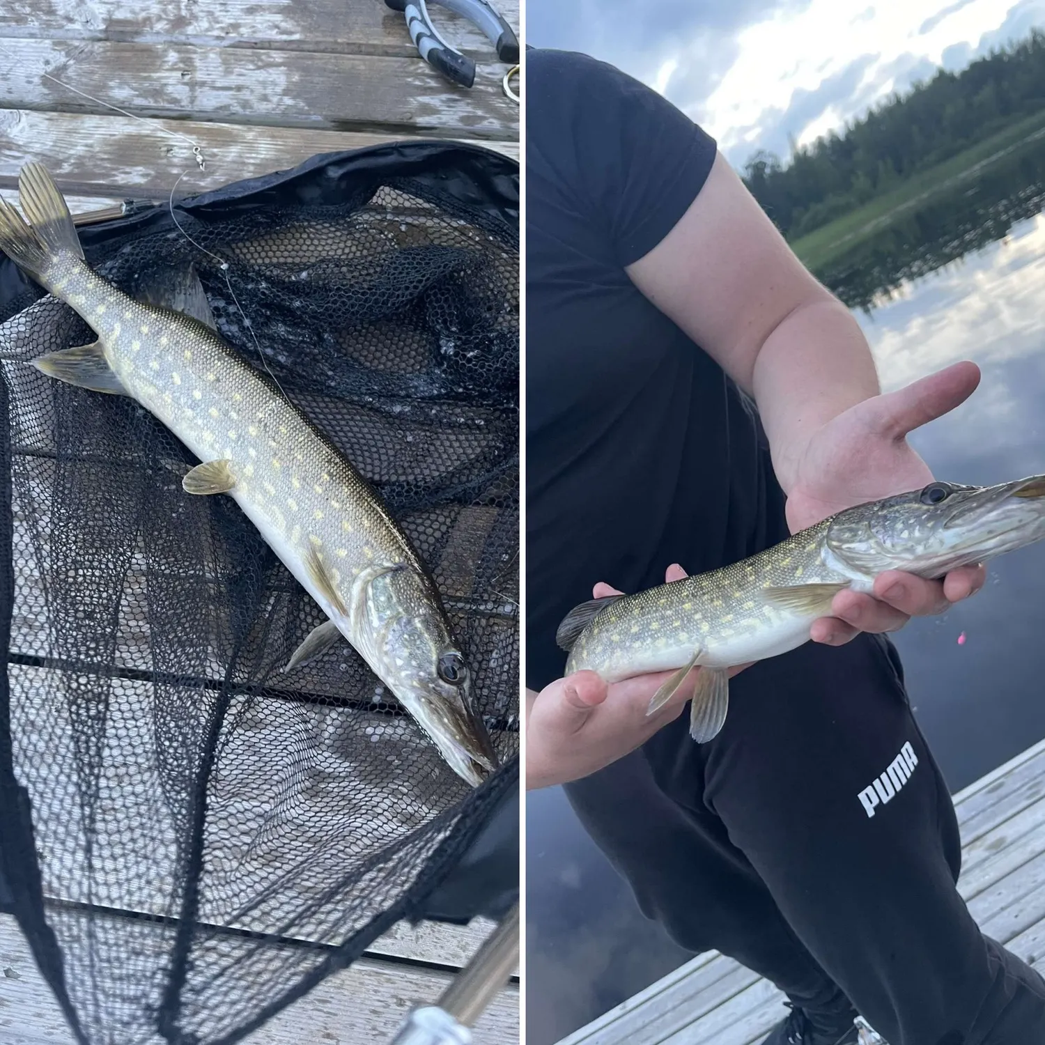 recently logged catches