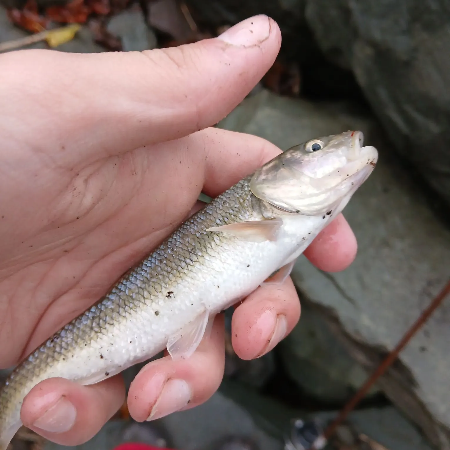 Fallfish caught on Fishbrain