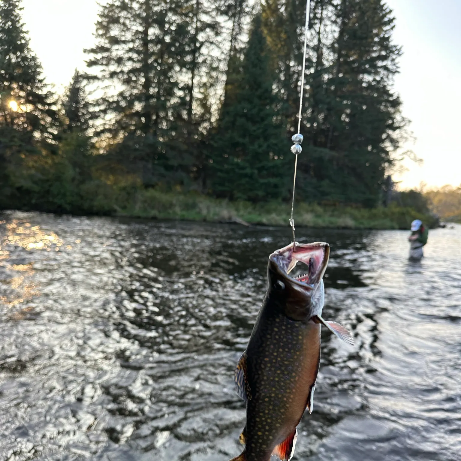 The most recent Brook trout catches on Fishbrain