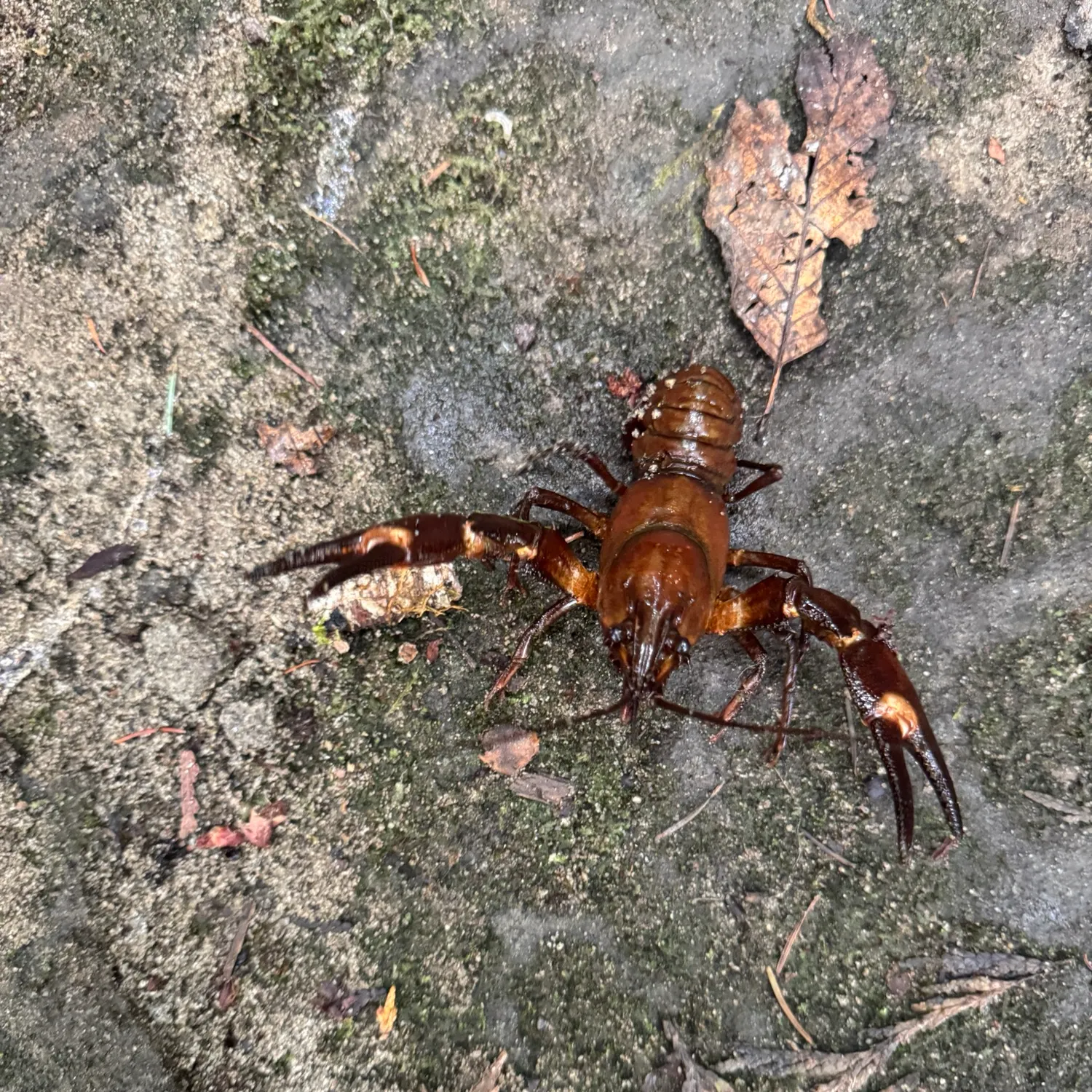 Signal crayfish caught on Fishbrain