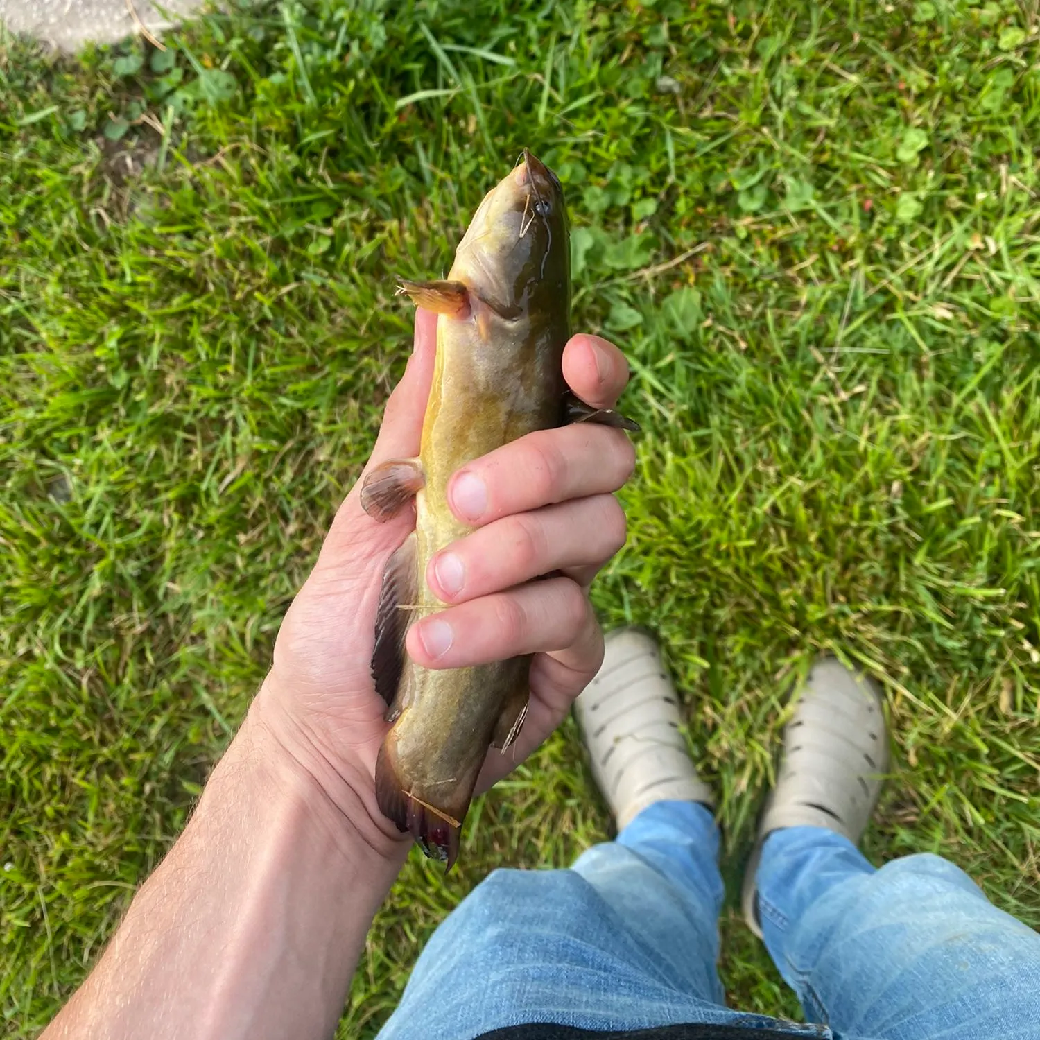 angler catch